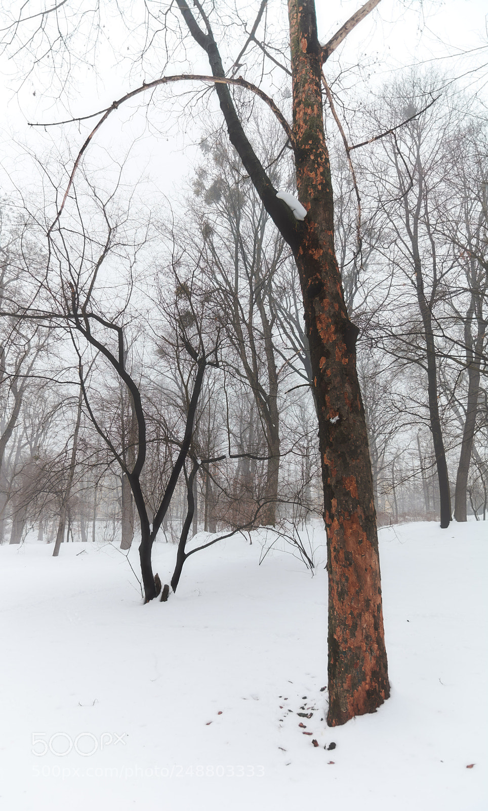 Nikon D7100 sample photo. Red bark photography