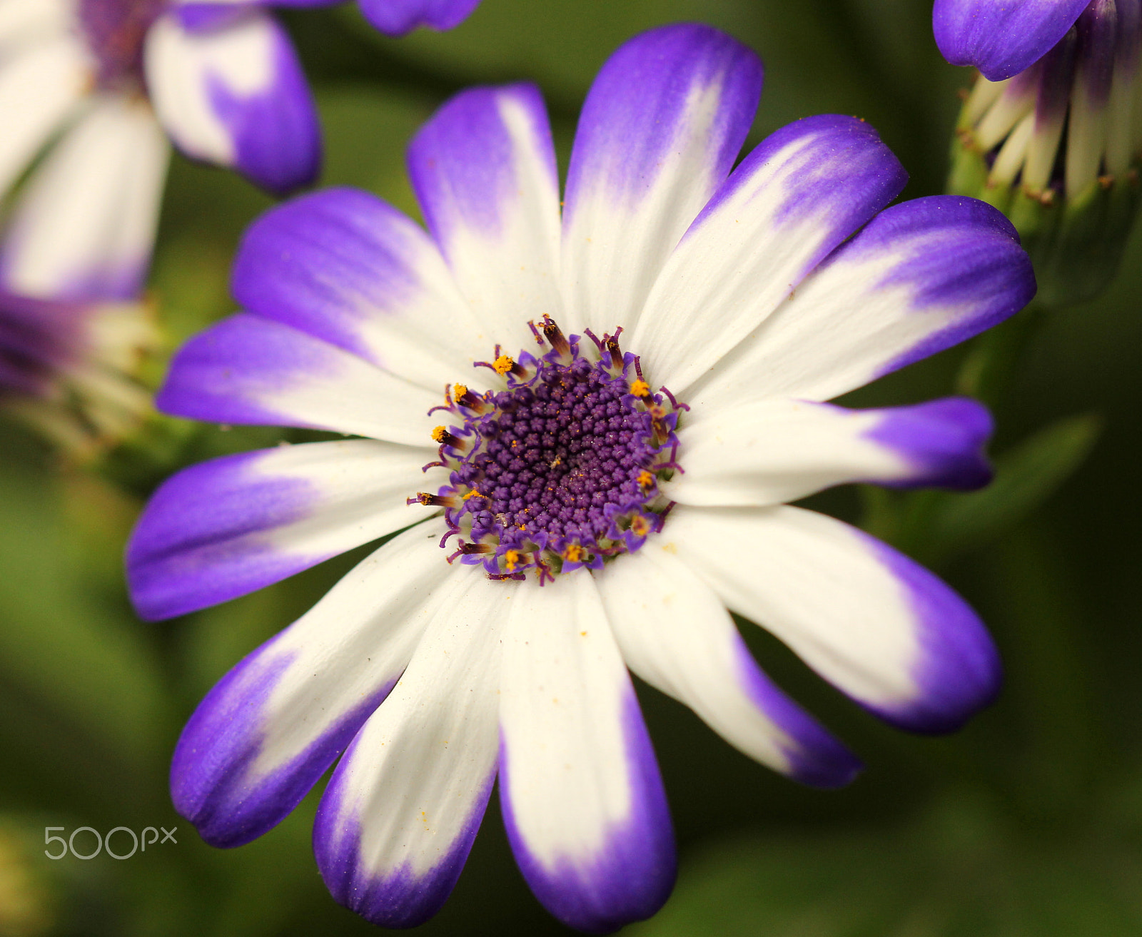 Canon EF 100mm F2.8 Macro USM sample photo. C photography