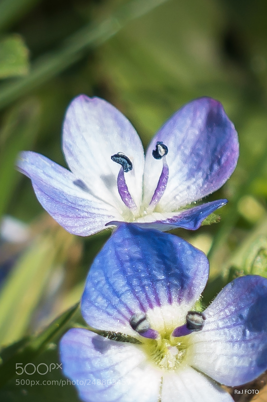 Sony DSC-RX100M5 sample photo. Macro flower photography