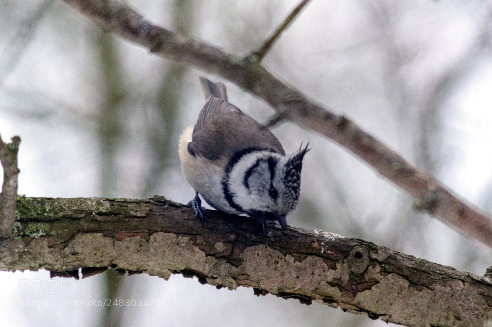 Nikon D5300 sample photo. Titmouse photography