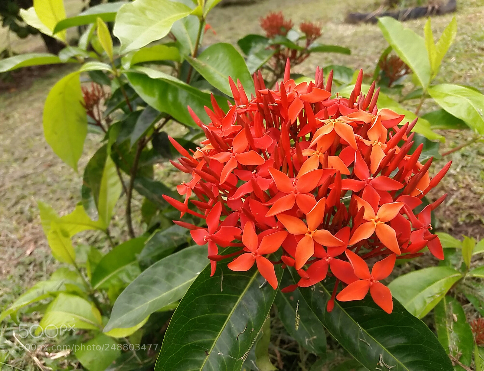 Samsung Galaxy J5 sample photo. Untitled photography