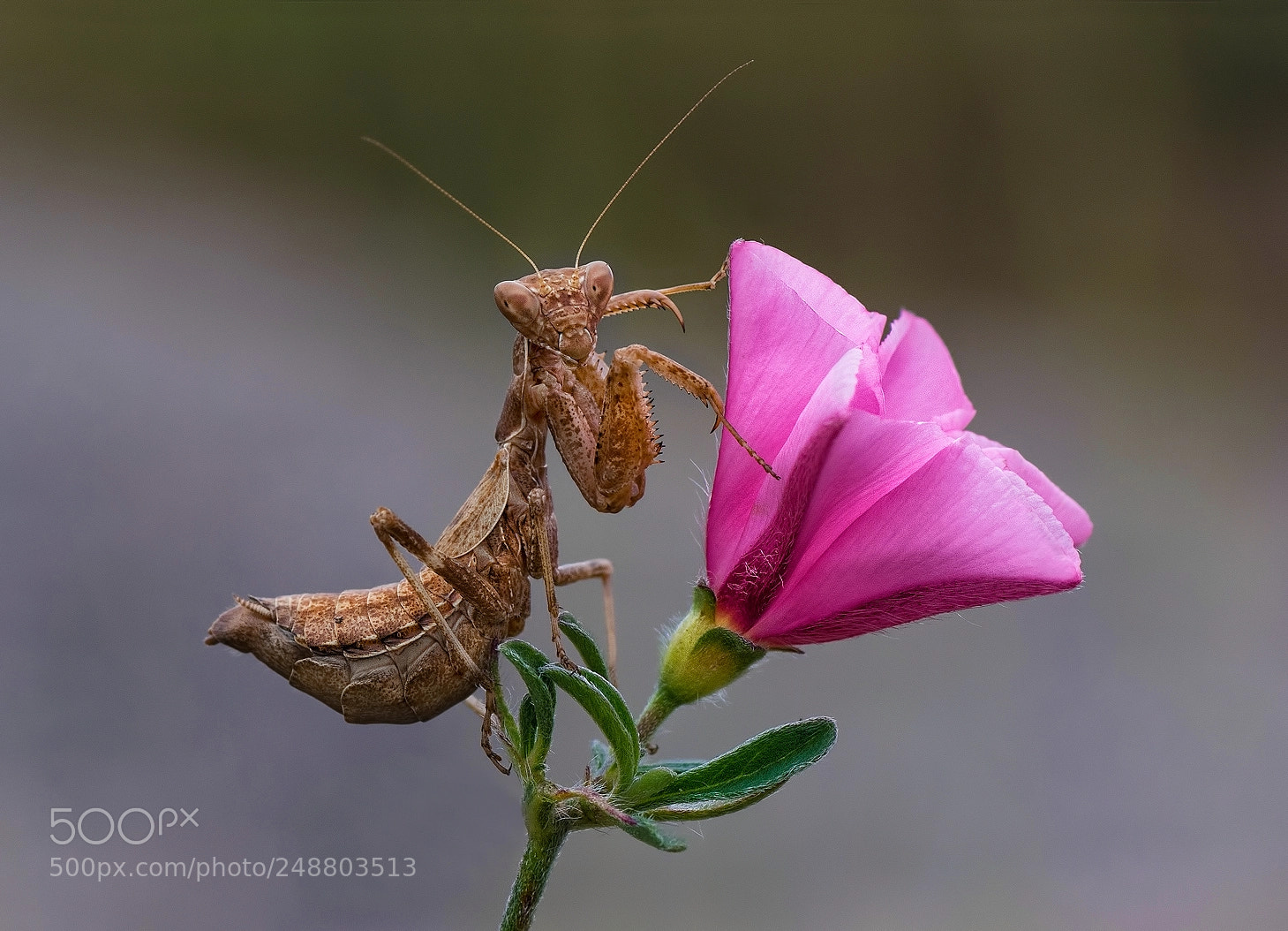 Nikon D7100 sample photo. Ameles spallanzania photography