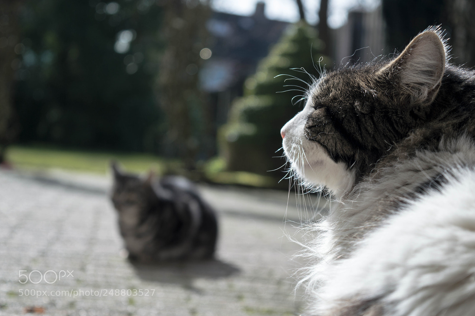 Nikon D3200 sample photo. Cat photography