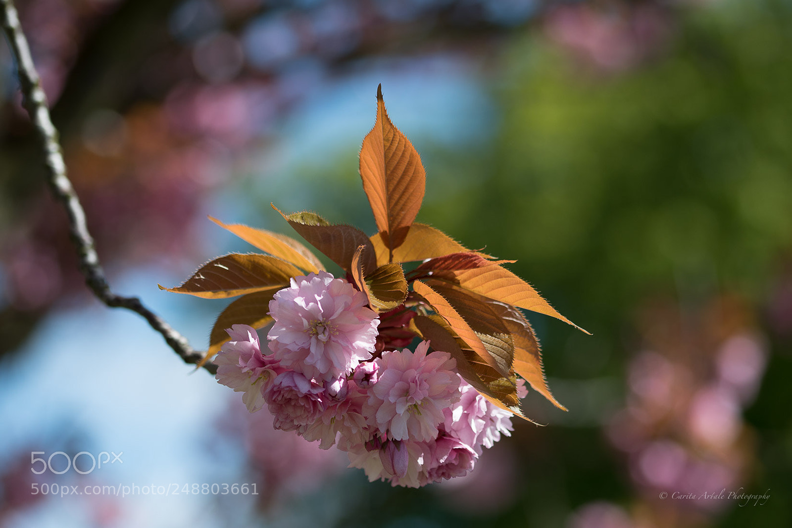 Nikon D500 sample photo. Spring sun photography