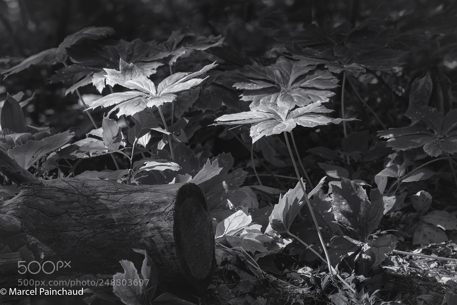 Nikon D810 sample photo. Patches of light ii photography