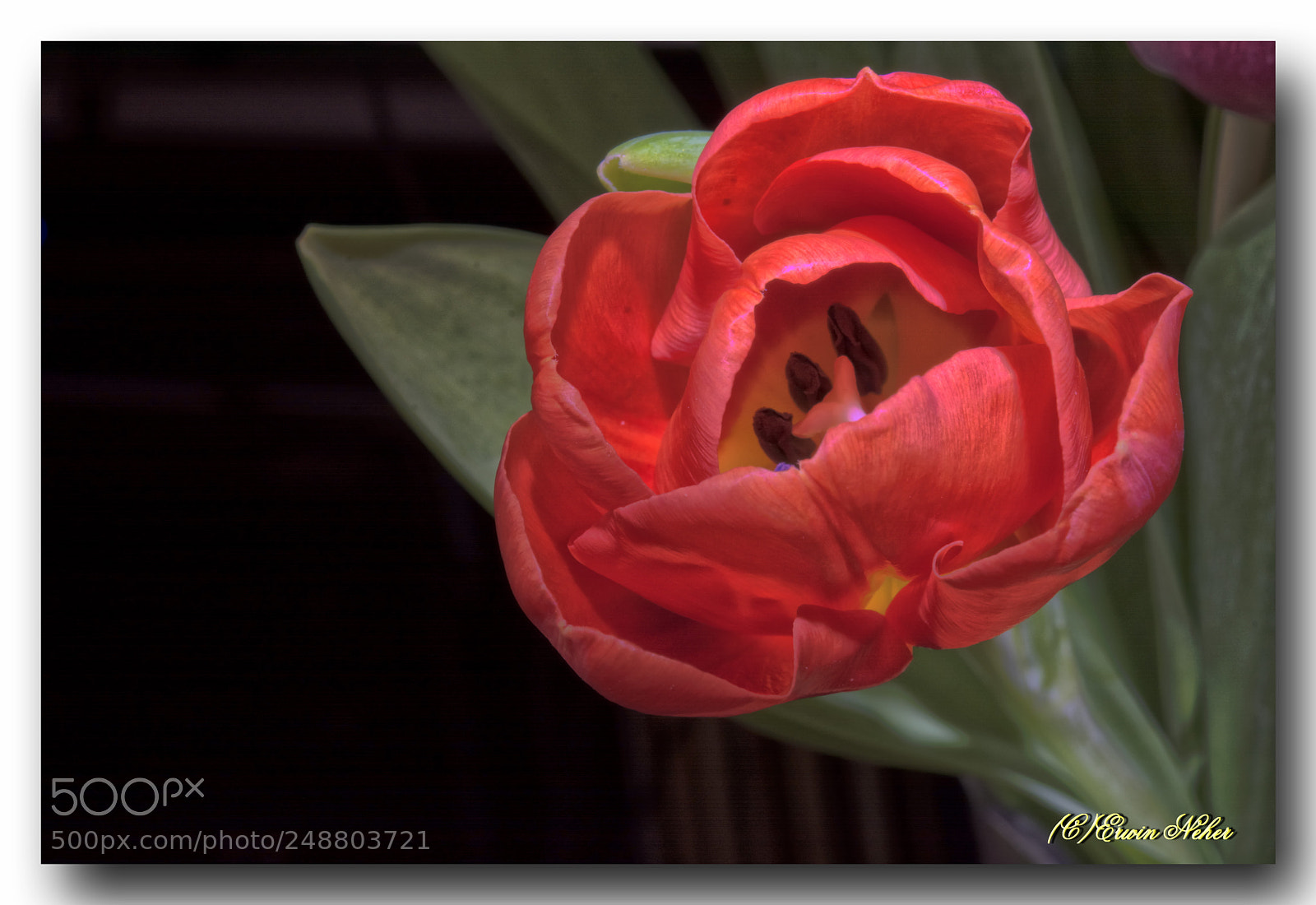 Nikon D7100 sample photo. Tulip photography