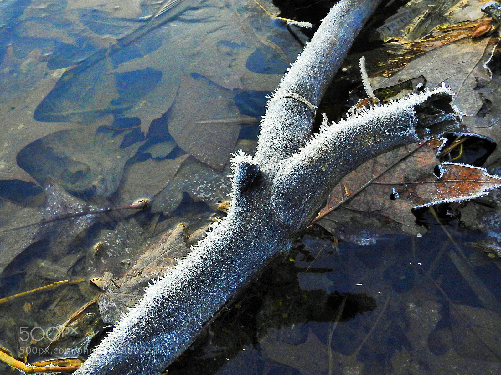 Nikon Coolpix P900 sample photo. Morning frost photography