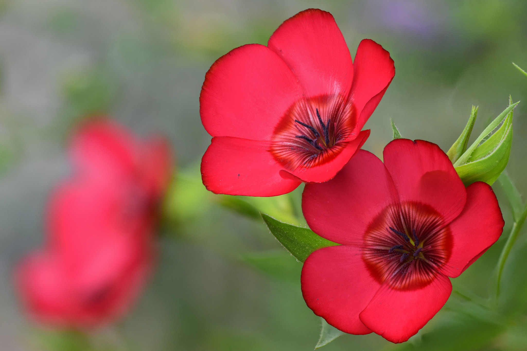 Sigma 105mm F2.8 EX DG OS HSM sample photo. Linum grandiflorum photography