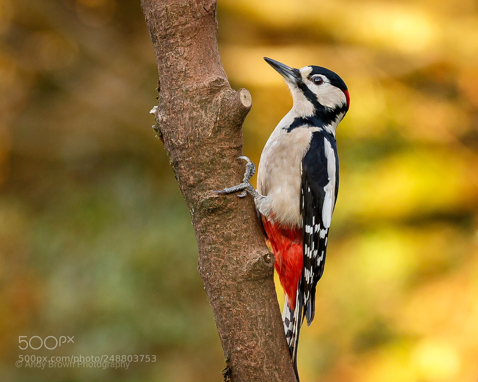 Canon EOS 7D Mark II sample photo. Great spotted woodpecker ♂️ photography