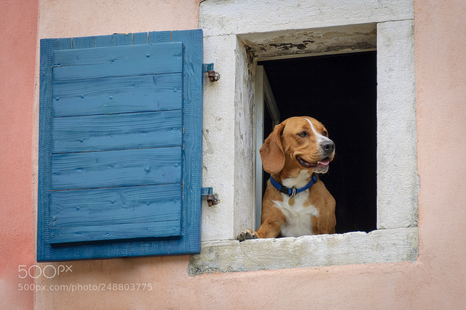 Nikon D70 sample photo. Dog photography