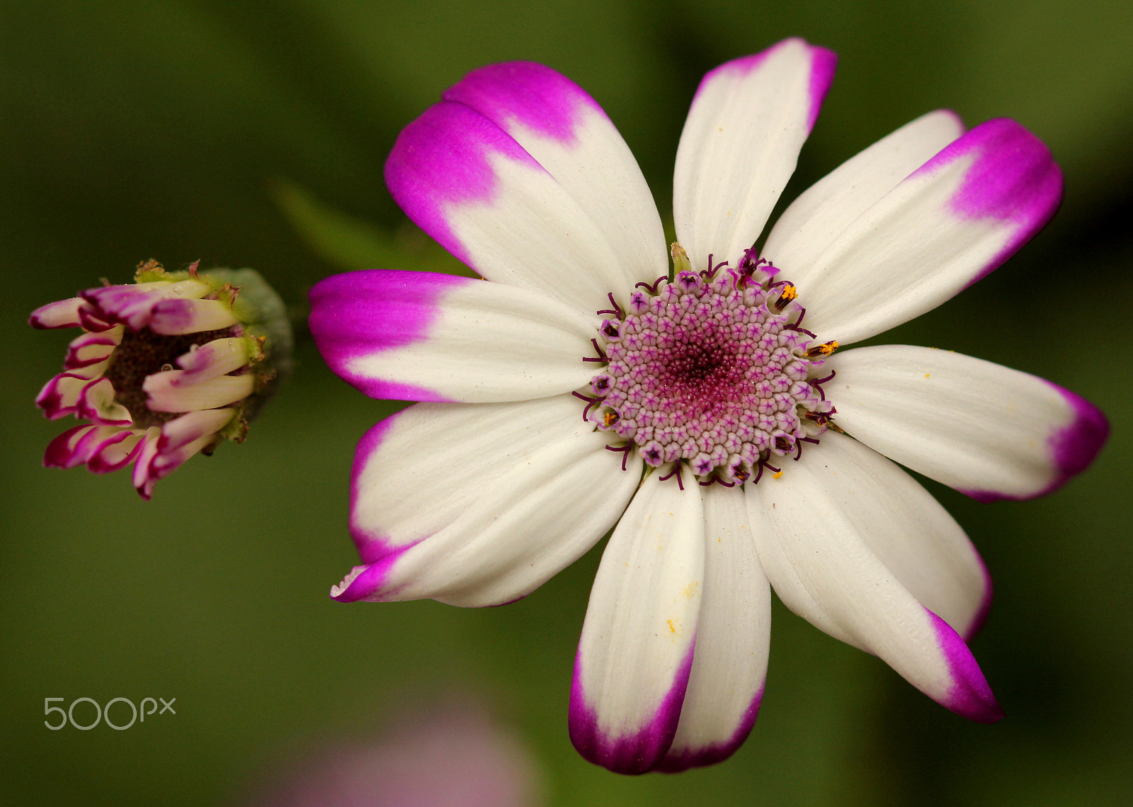 Canon EF 100mm F2.8 Macro USM sample photo. Cine photography