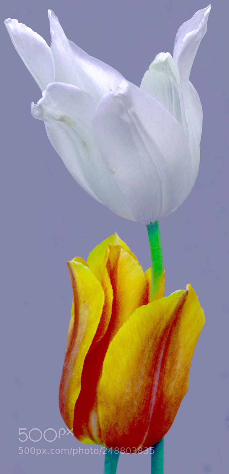 Canon EOS 7D Mark II sample photo. Hug photography
