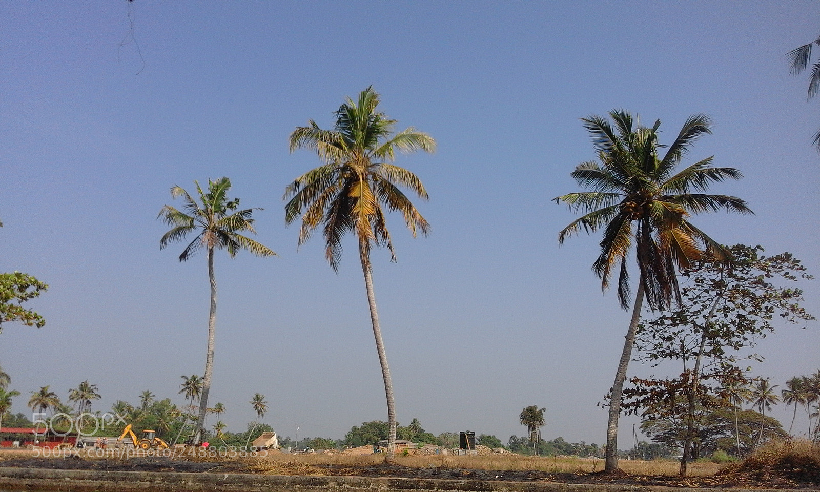 Samsung Galaxy J1 sample photo. Coconut tree 3 photography