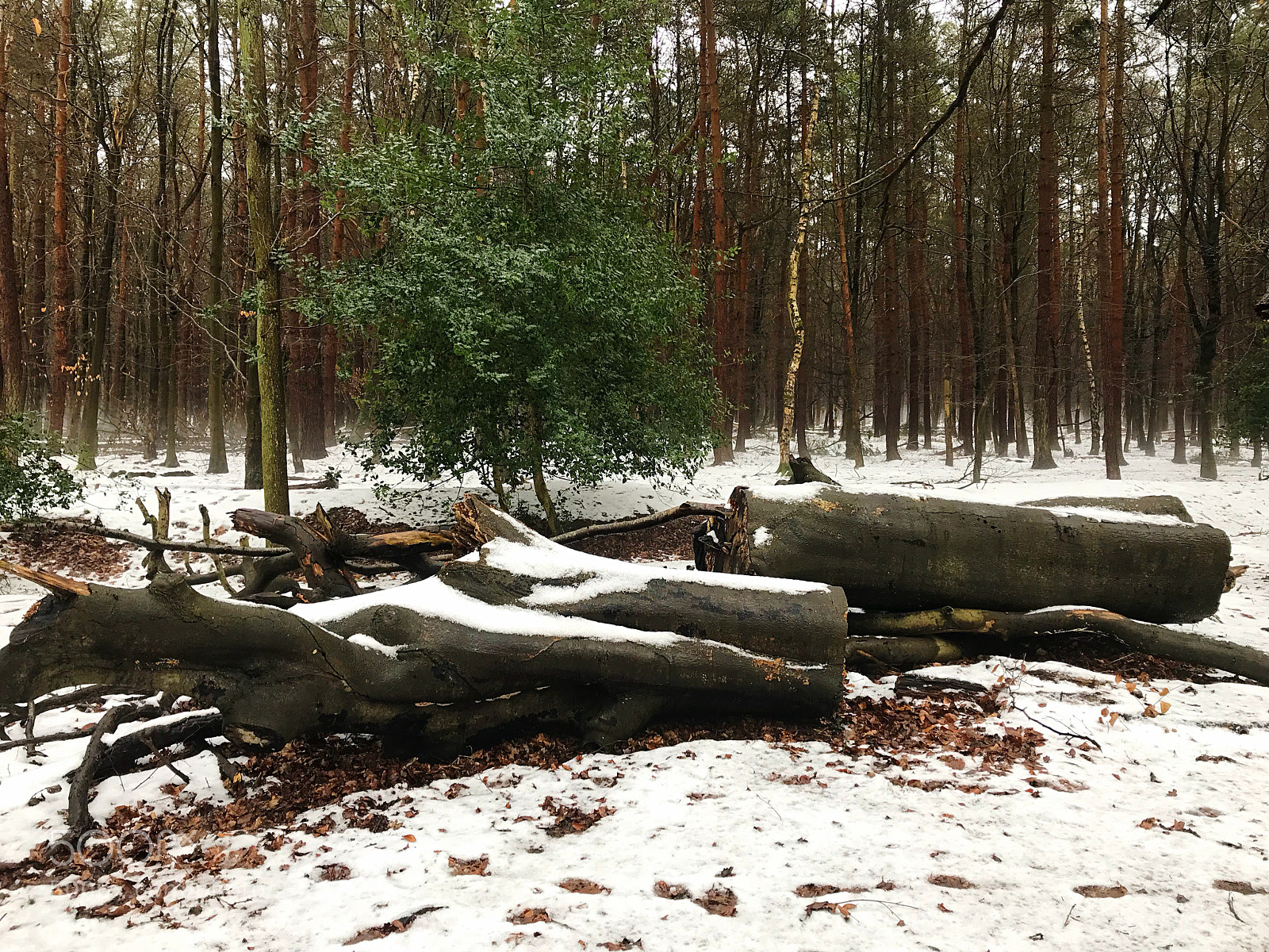 Apple iPhone 7 sample photo. Green amongst the snow! photography