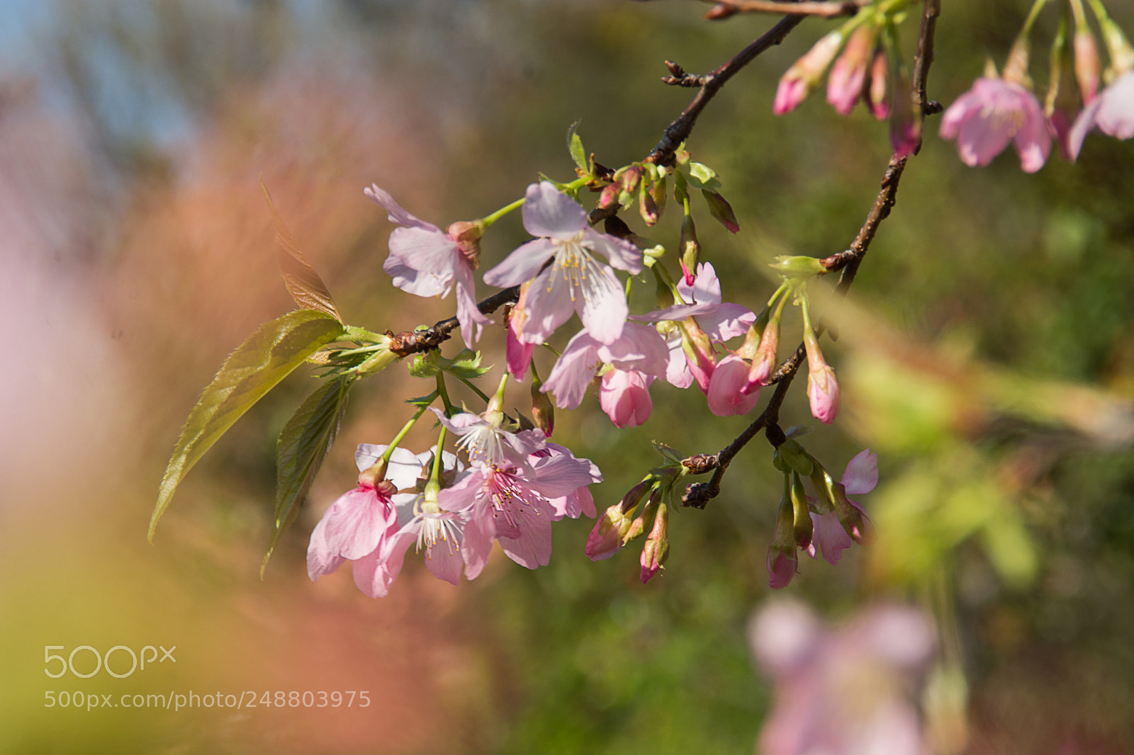 Nikon D7100 sample photo. 樱花 photography