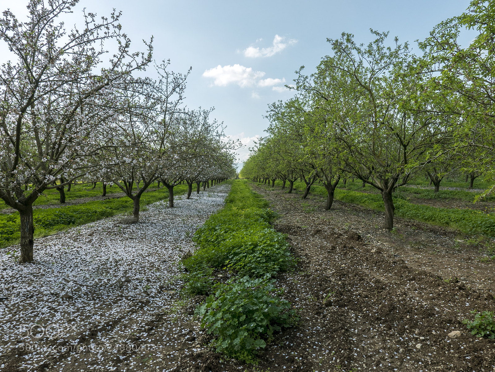 Panasonic Lumix DMC-LX100 sample photo. Almond tree blossom photography