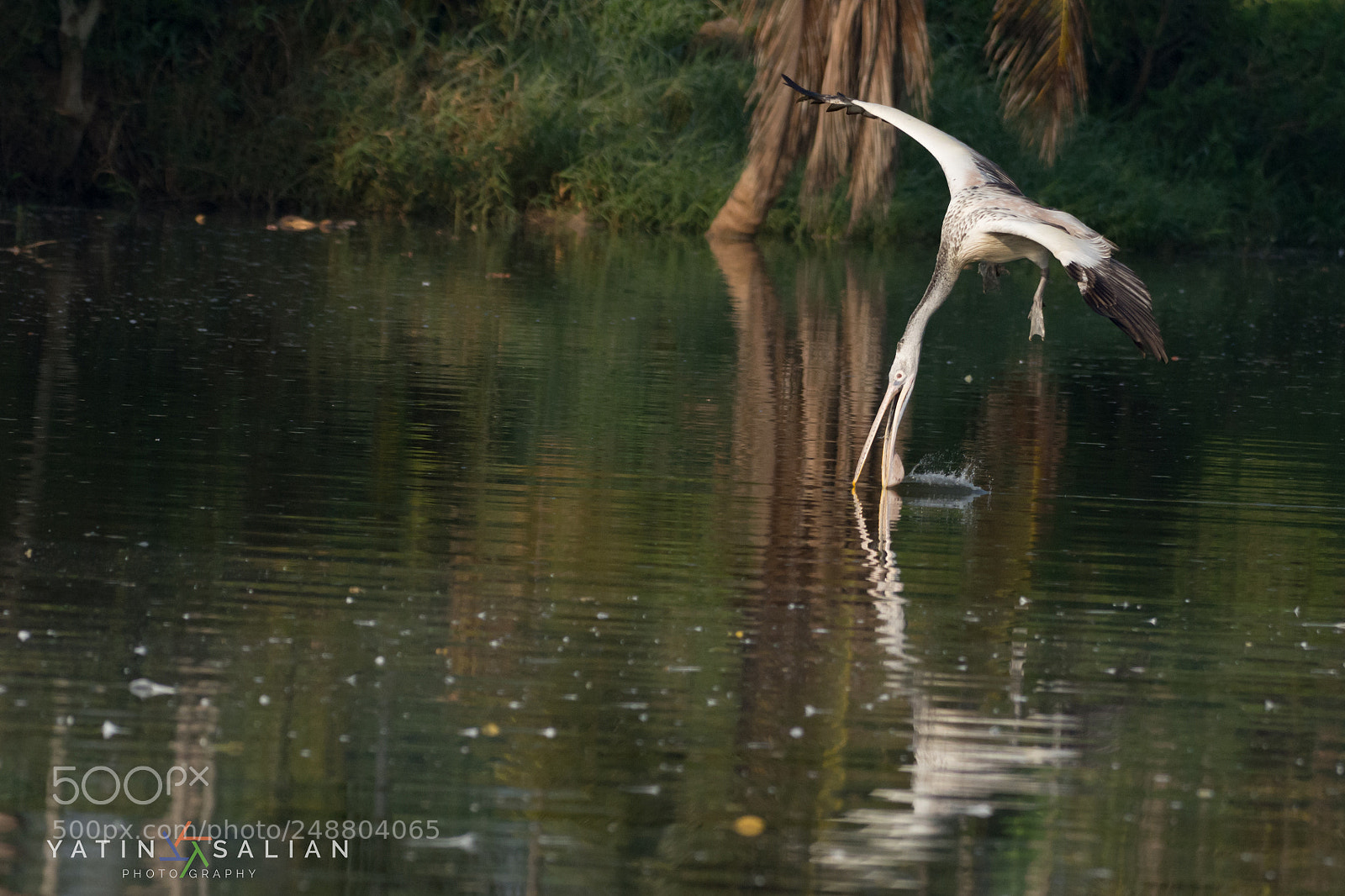 Nikon D7200 sample photo. Quenching thirst photography