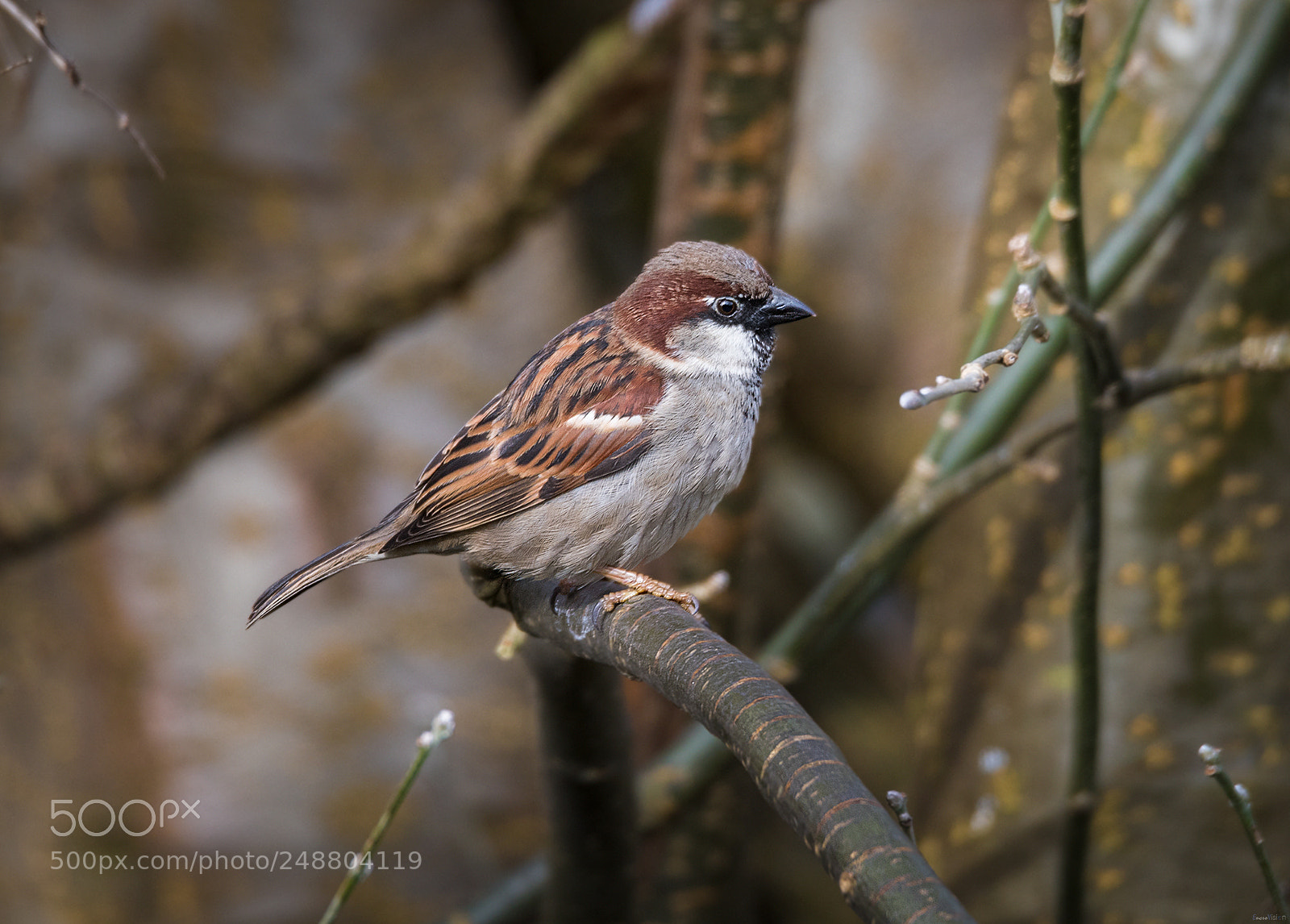 Nikon D850 sample photo. Male house sparrow. photography