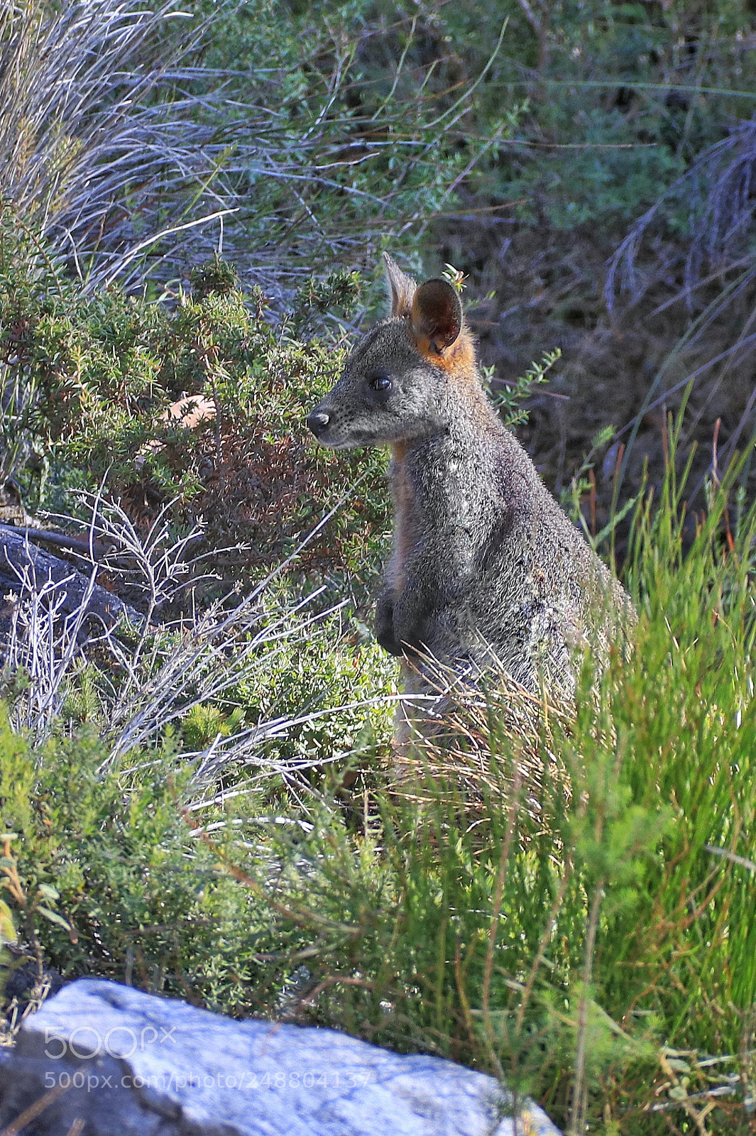 Canon EOS 80D sample photo. Rock wallaby photography