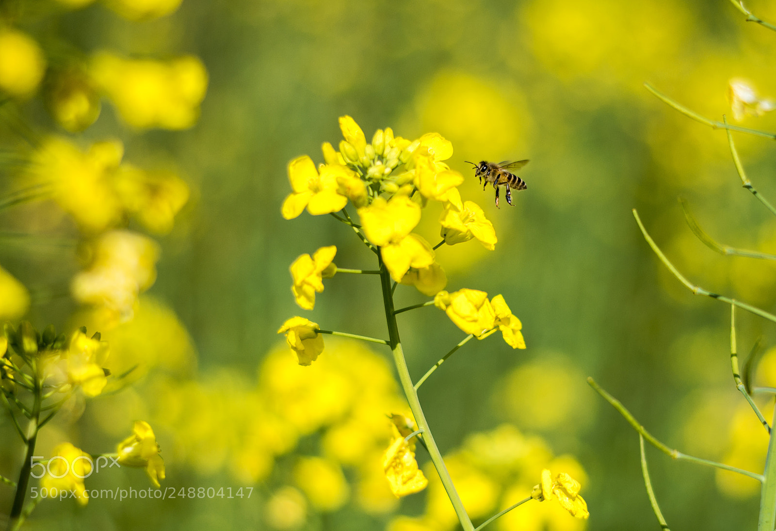Pentax K-50 sample photo. Img photography