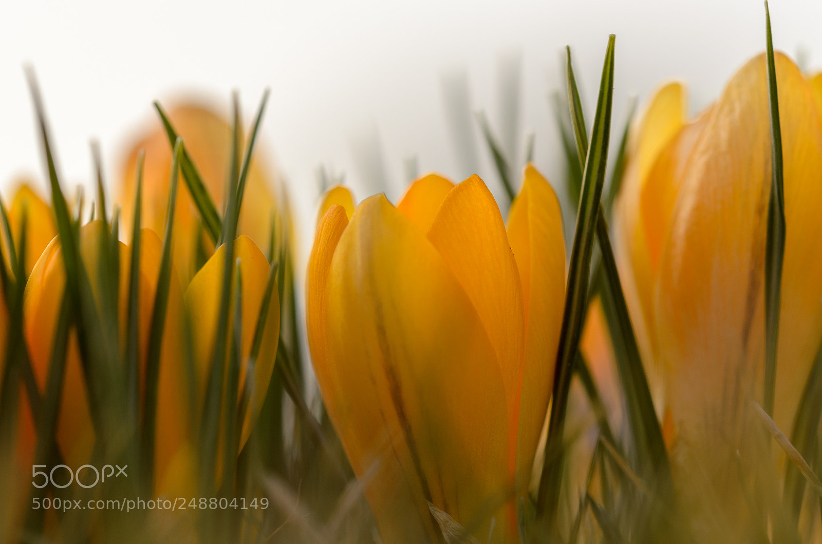 Nikon D5100 sample photo. Crocus photography