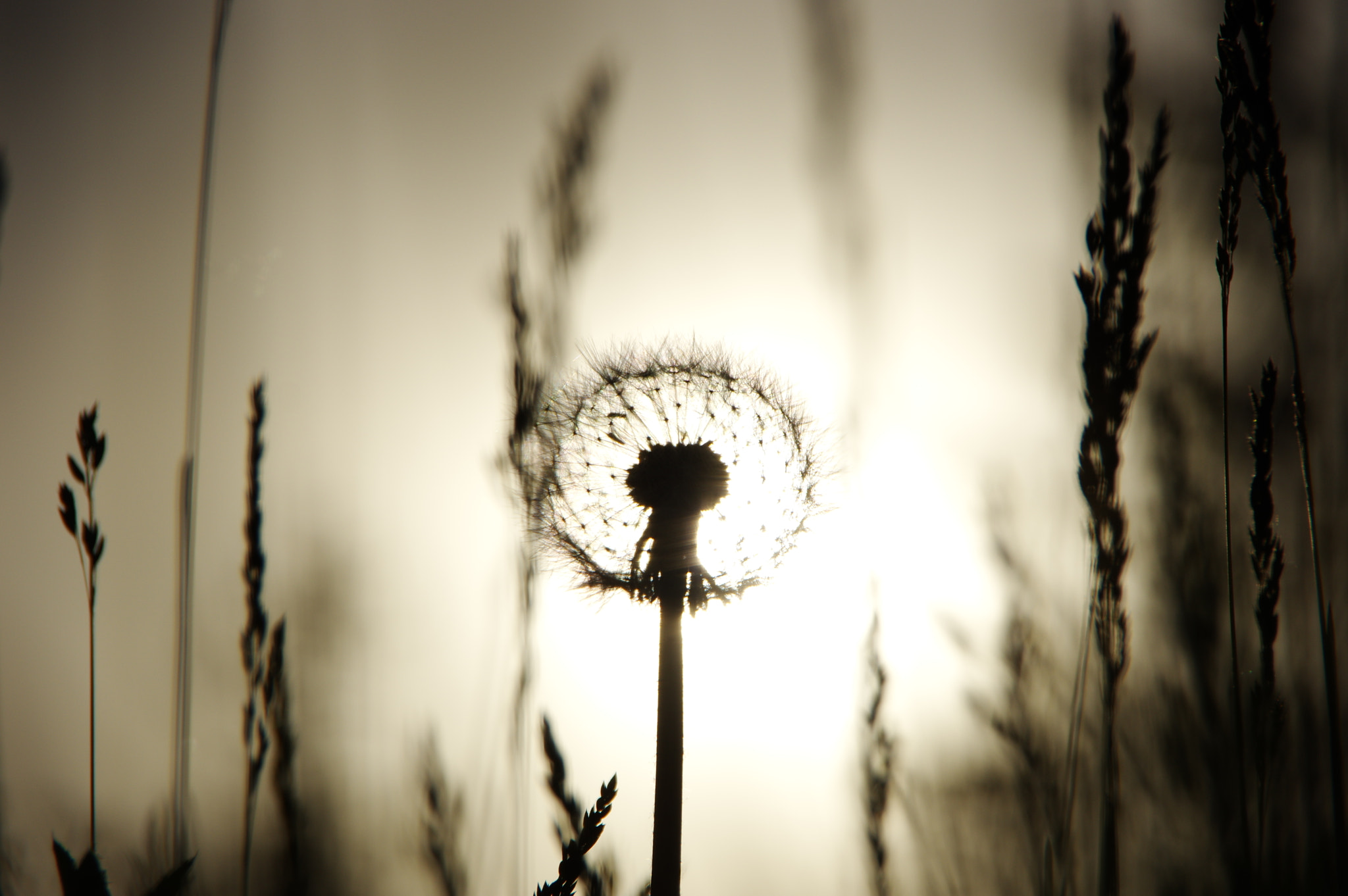Pentax K-3 sample photo. 无法停留的爱 photography