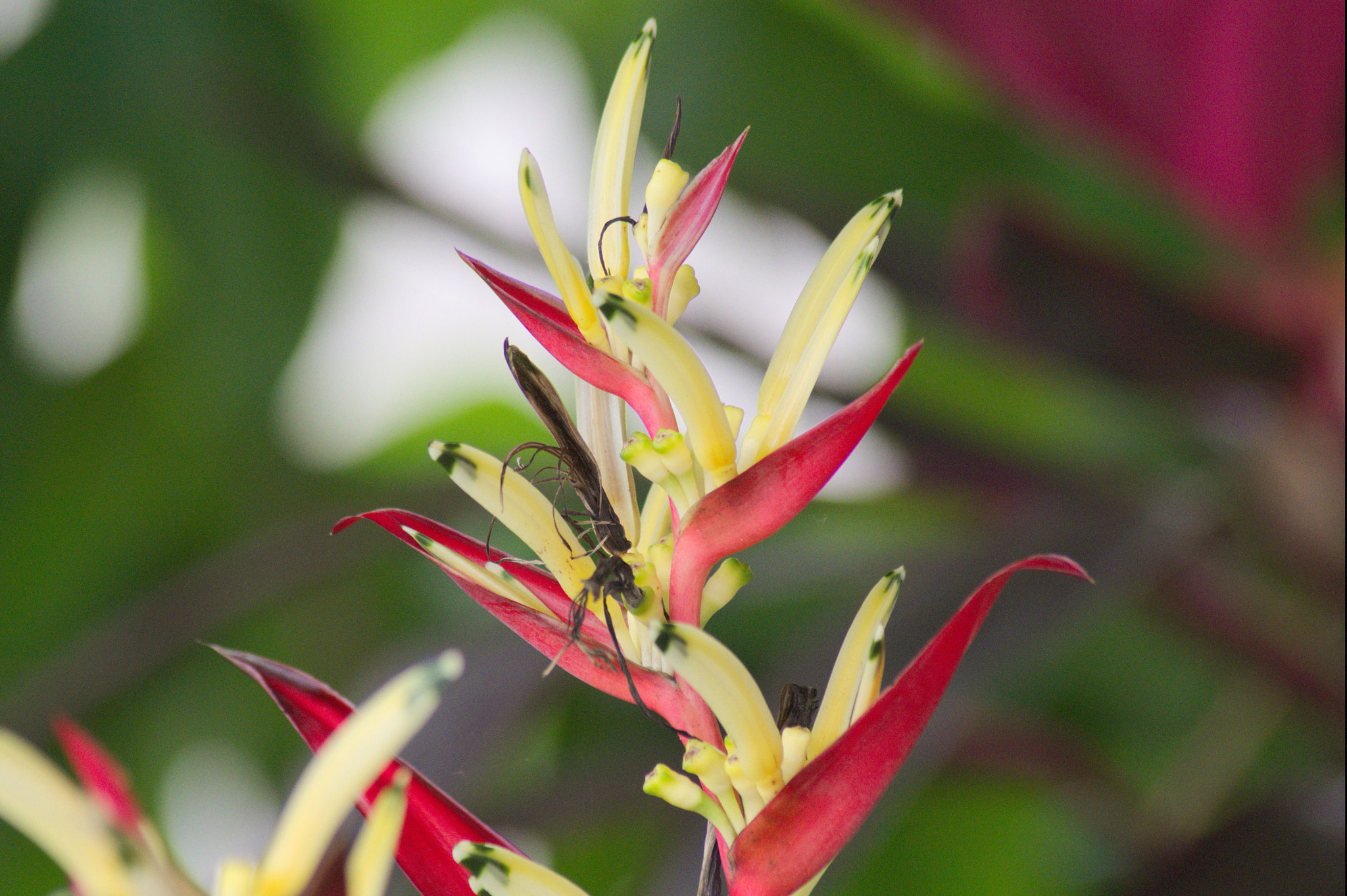 Tamron AF 70-300mm F4-5.6 LD Macro 1:2 sample photo. Flower photography