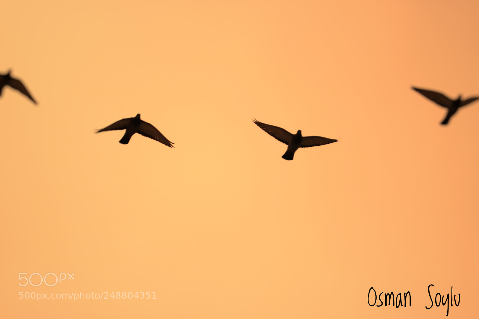 Canon EOS 760D (EOS Rebel T6s / EOS 8000D) sample photo. Freedom... photography