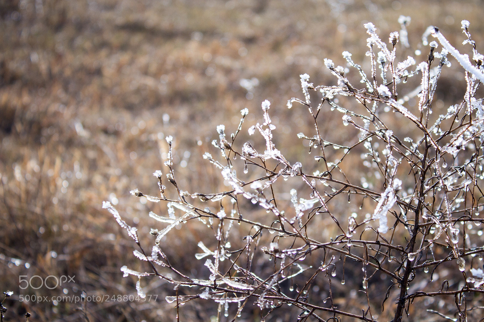 Canon EOS 600D (Rebel EOS T3i / EOS Kiss X5) sample photo. Ice drops photography