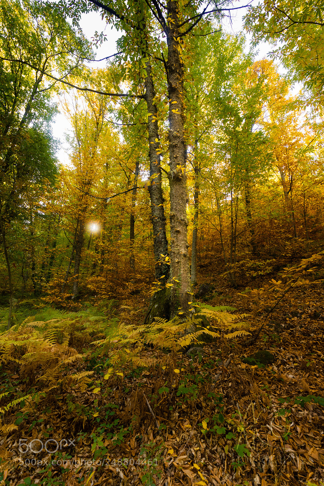 Sony a7R sample photo. By your side a photography