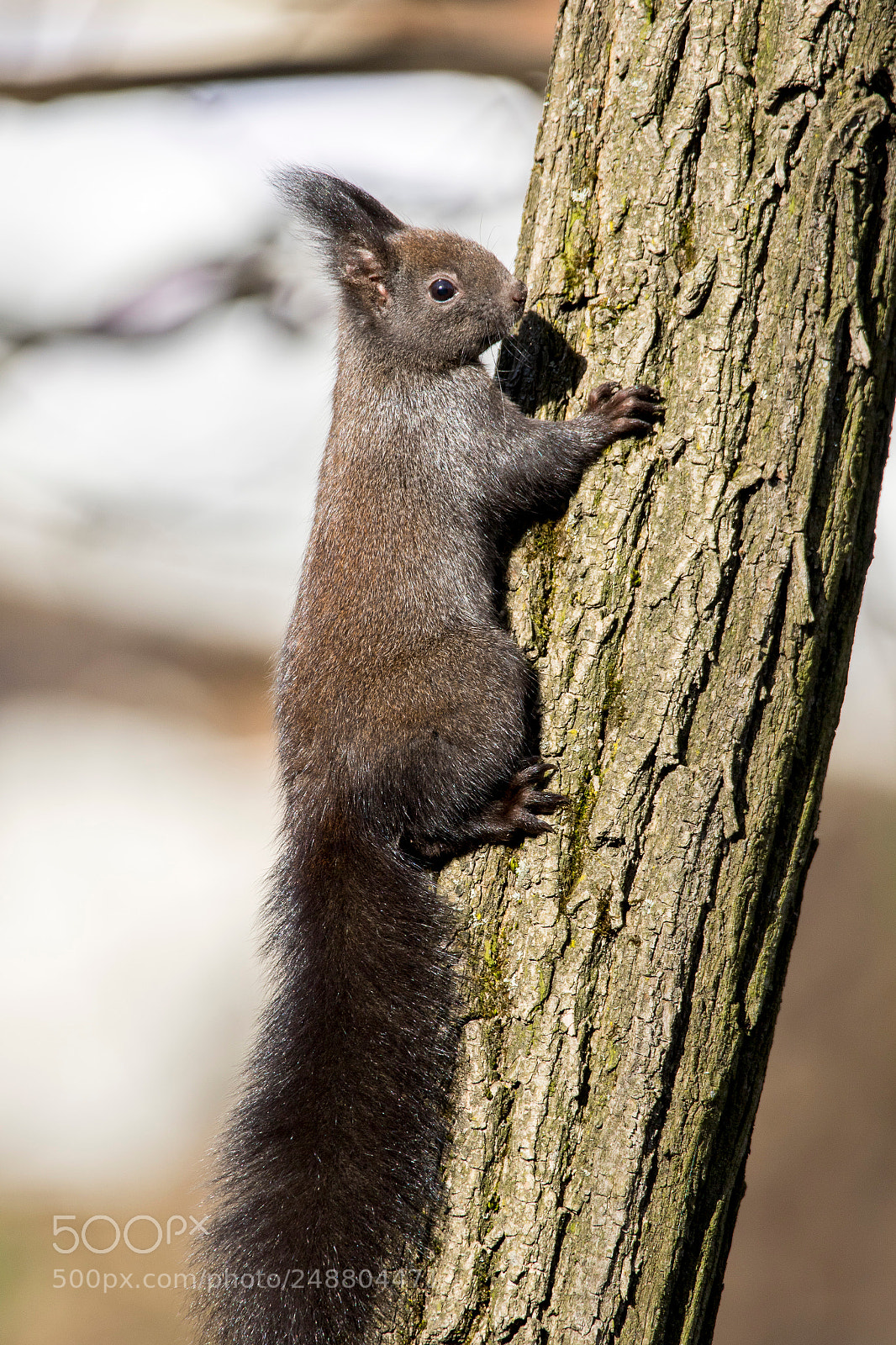 Canon EOS 7D Mark II sample photo. Squirrel photography