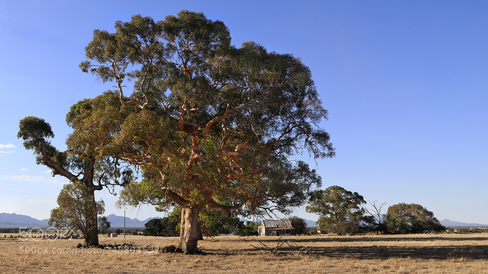 Canon EOS 80D sample photo. Eucalyptus dreaming photography