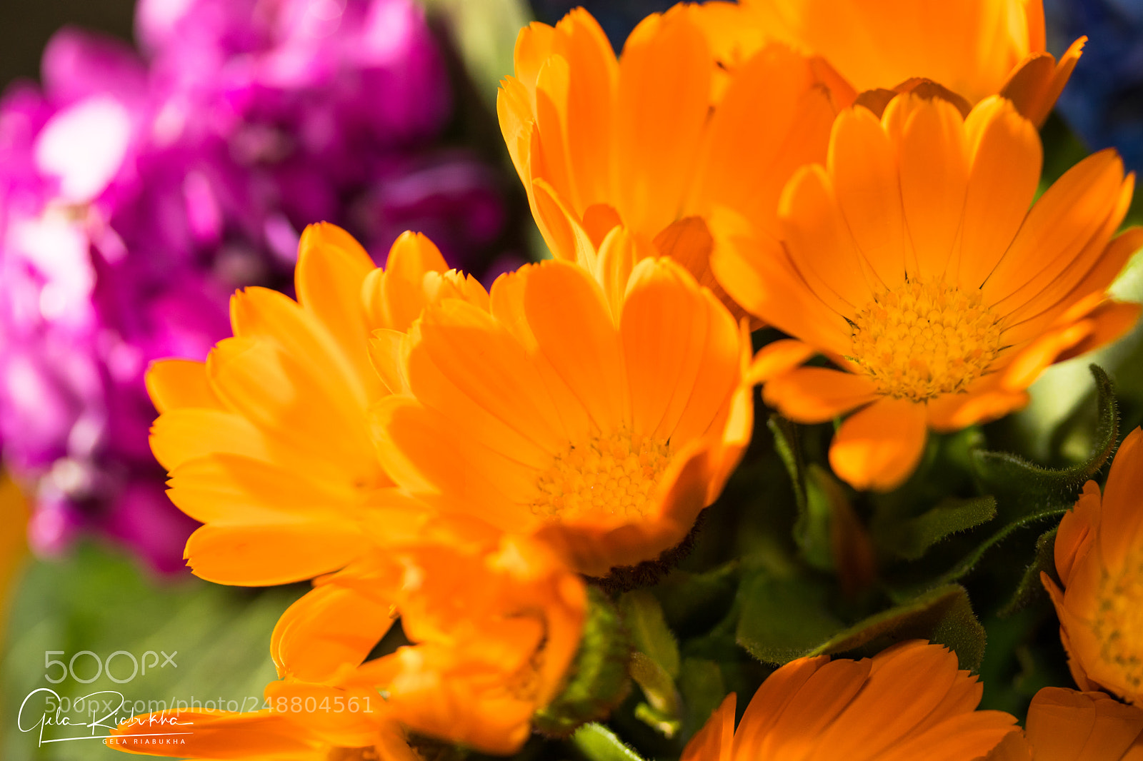 Canon EOS 80D sample photo. Flowers photography