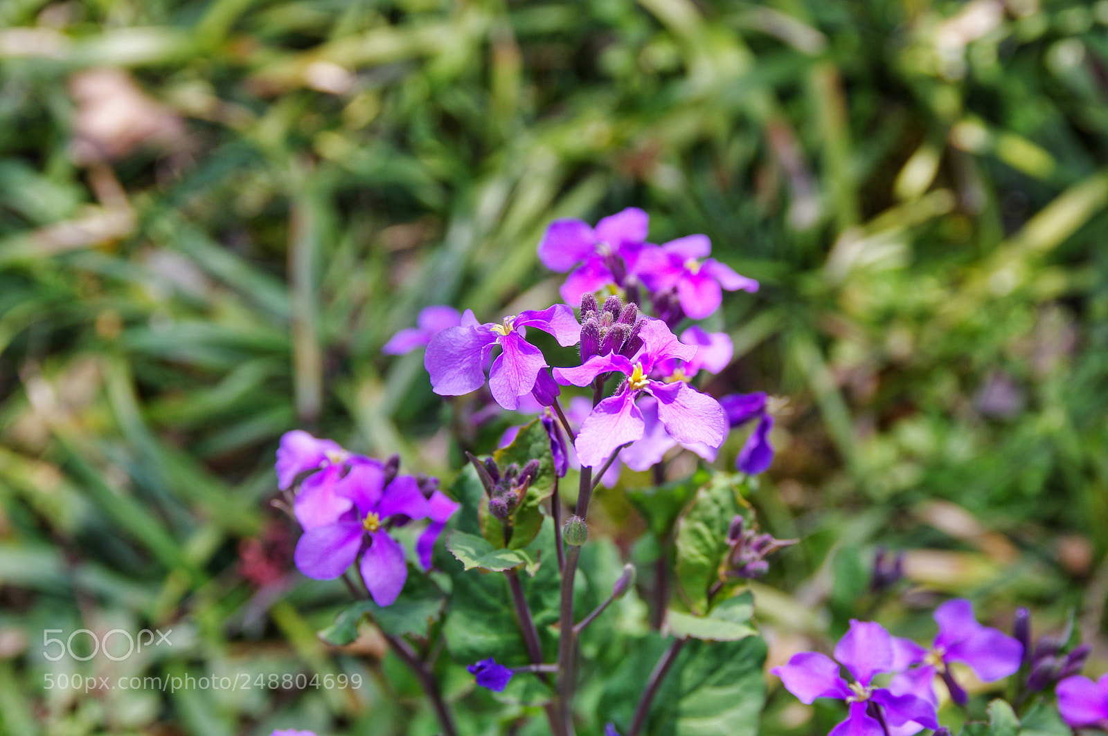 Pentax K-3 II sample photo. Untitled photography
