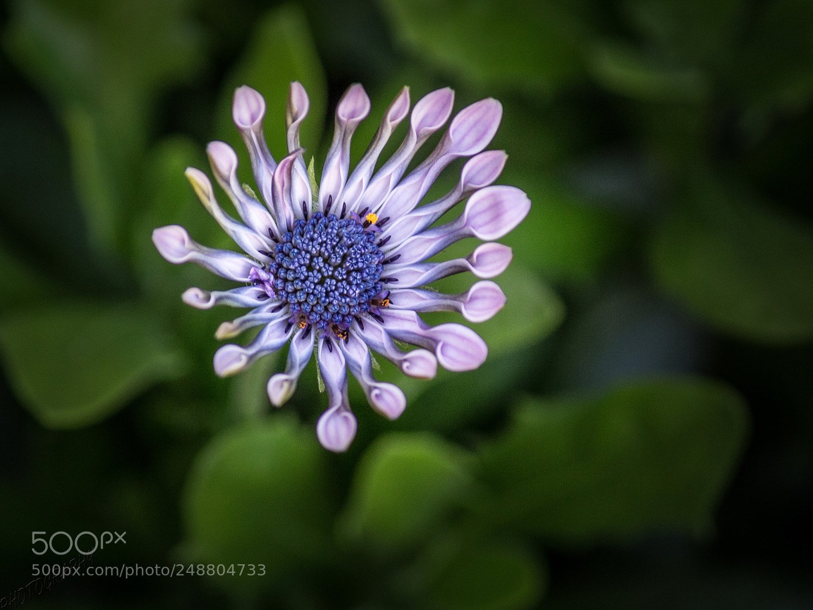 Canon EOS 700D (EOS Rebel T5i / EOS Kiss X7i) sample photo. Flower photography