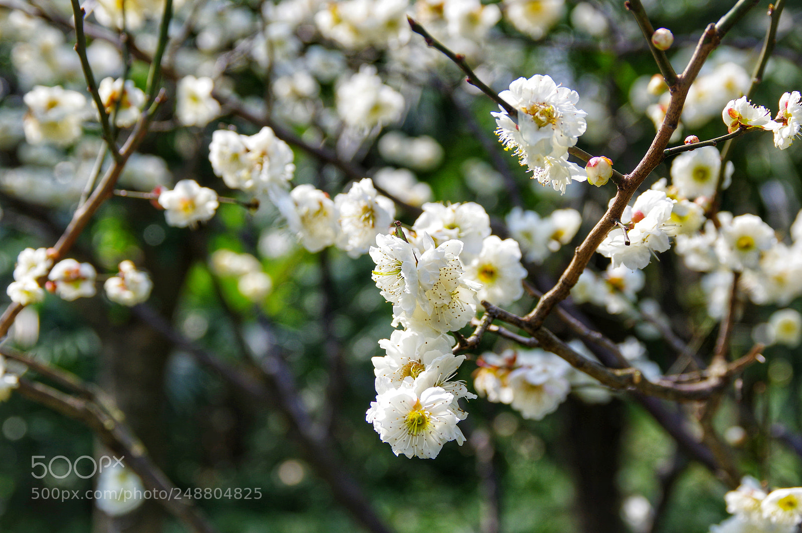 Pentax K-3 II sample photo. Untitled photography