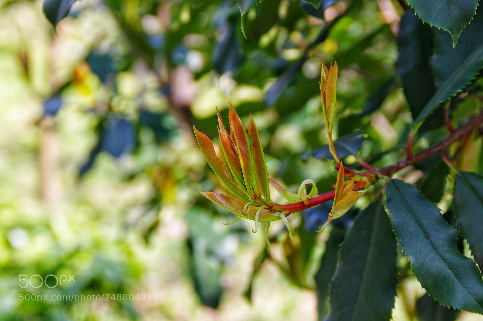 Pentax K-3 II sample photo. Untitled photography