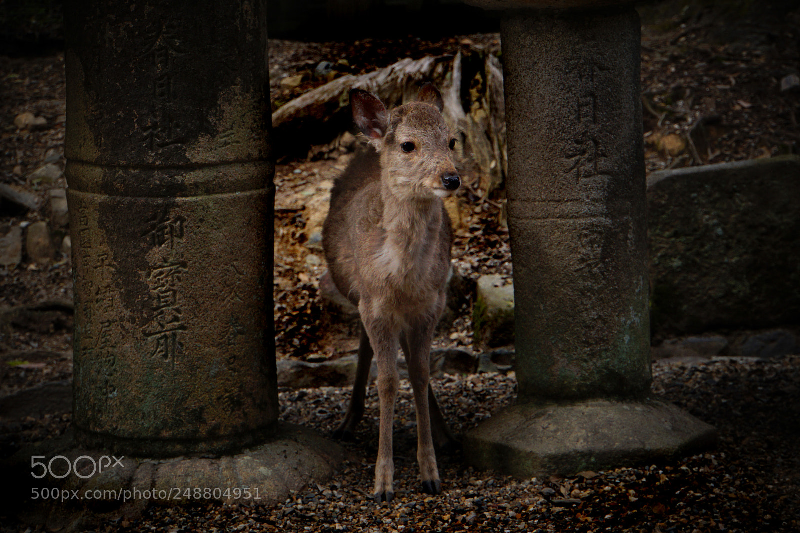 Sony a6000 sample photo. In nara photography