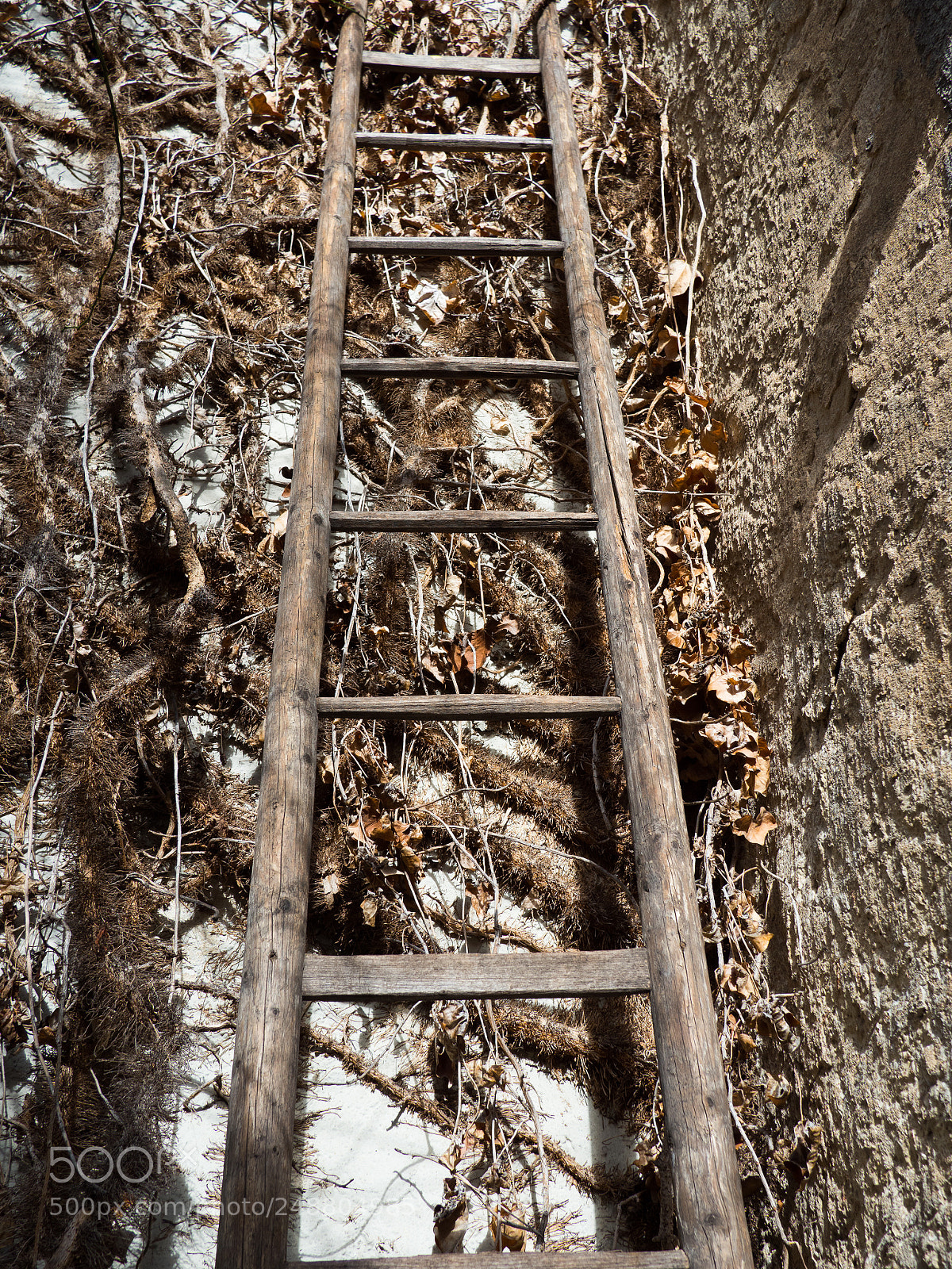 Olympus OM-D E-M5 II sample photo. The old ladder photography