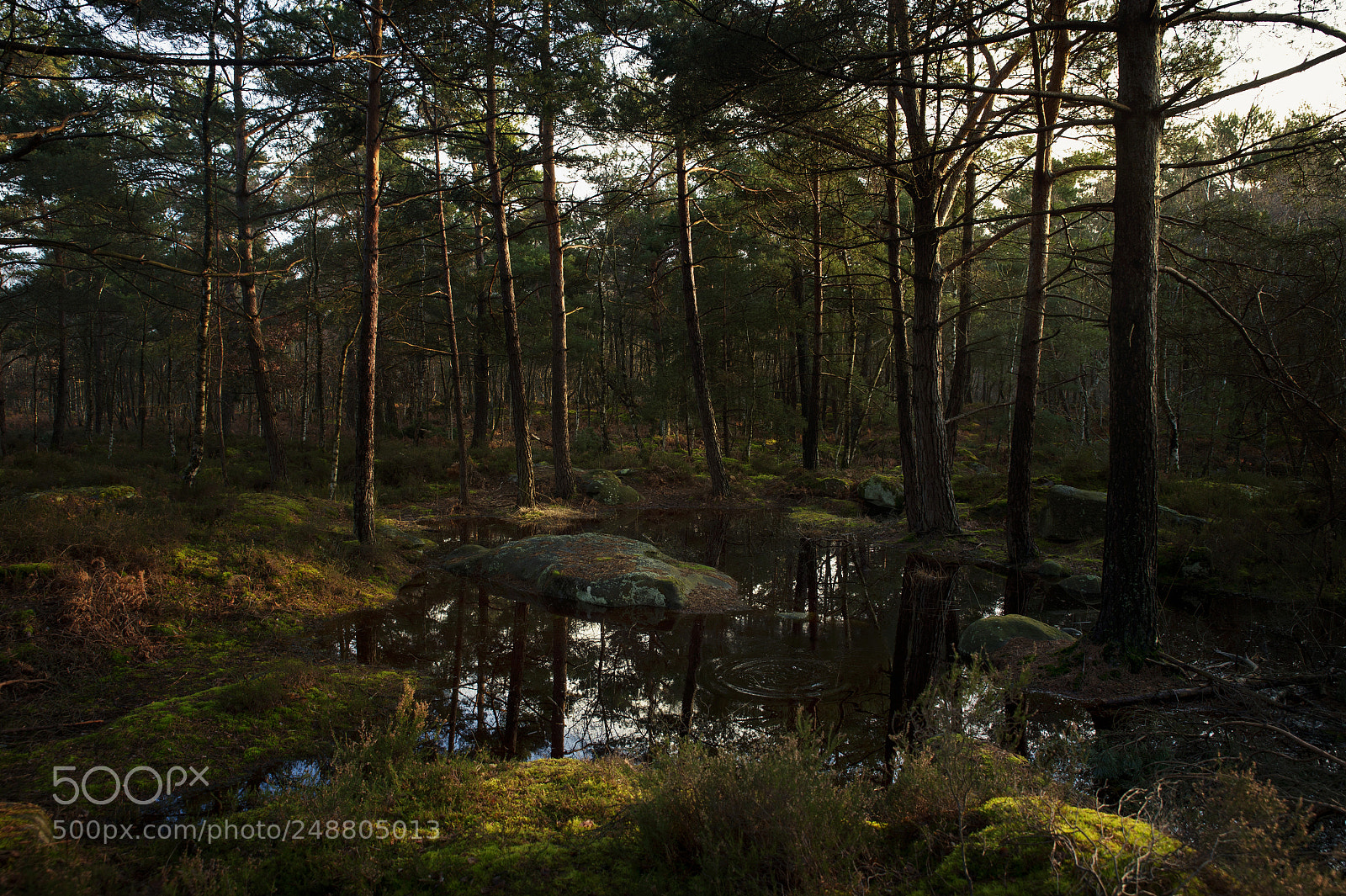 Nikon Df sample photo. Fontainebleau - ix photography