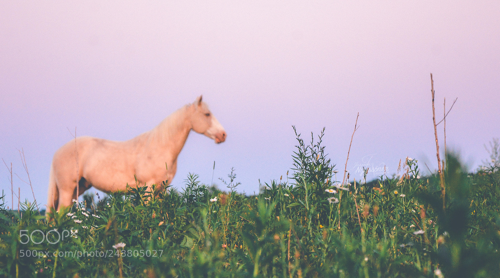Nikon D7100 sample photo. Dusk photography