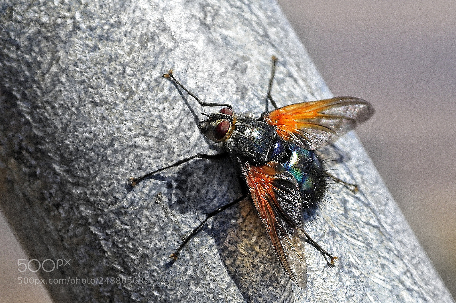 Canon EOS 80D sample photo. March fly photography