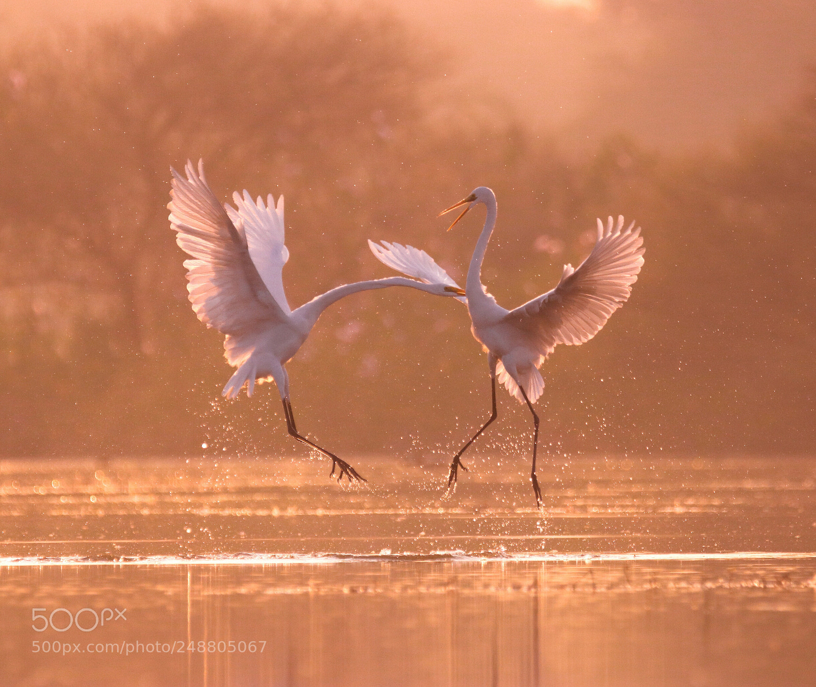 Canon EOS 77D (EOS 9000D / EOS 770D) sample photo. Great egret fight photography