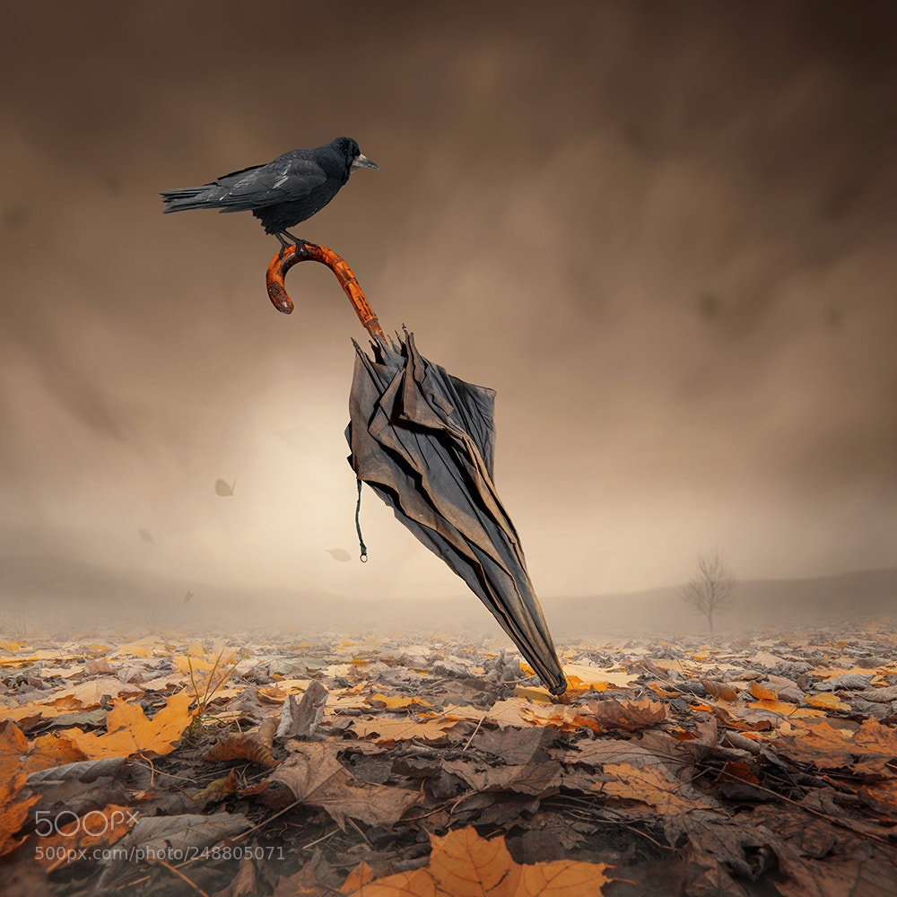 Nikon D600 sample photo. Picture manipulation photography