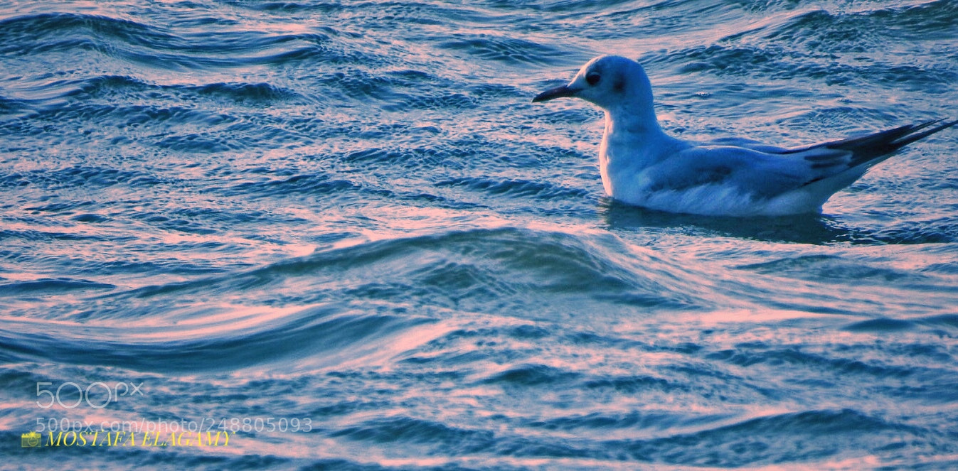 Nikon Coolpix P900 sample photo. Alone in the sea photography
