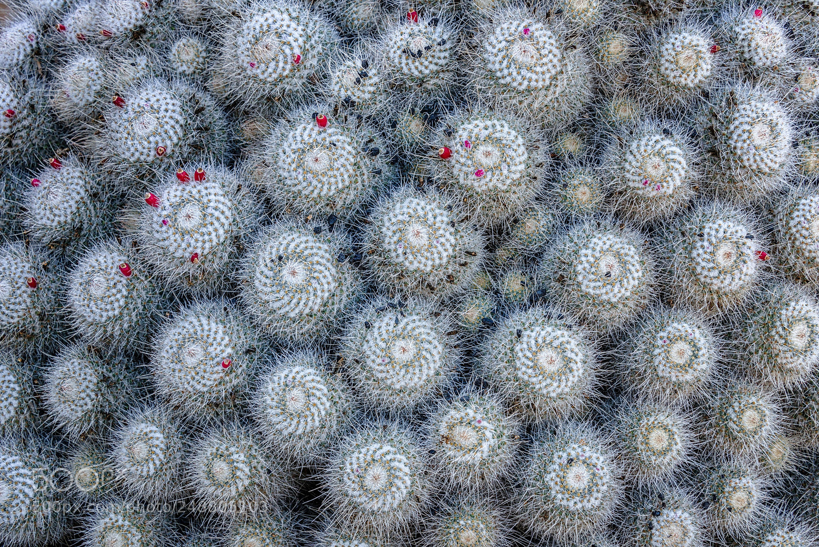 Nikon D800 sample photo. Cactus pattern photography