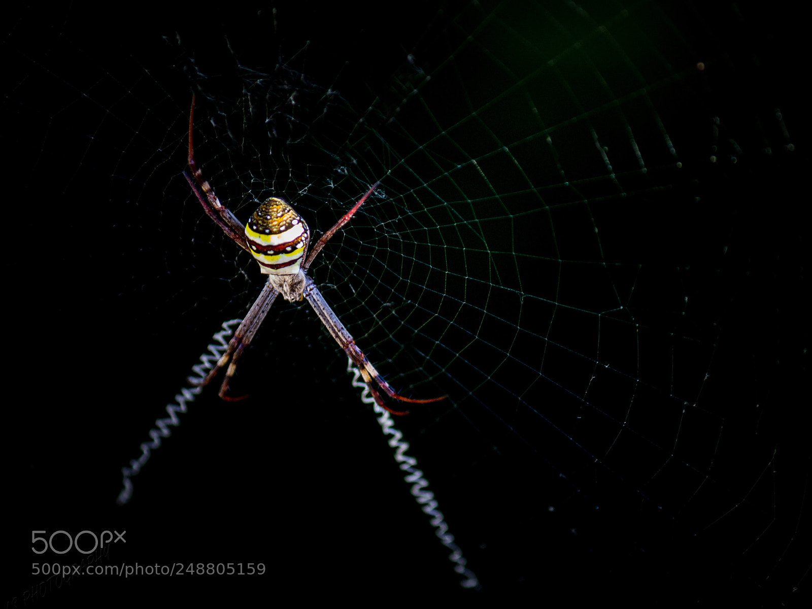 Canon EOS 700D (EOS Rebel T5i / EOS Kiss X7i) sample photo. Orb weaver spider photography