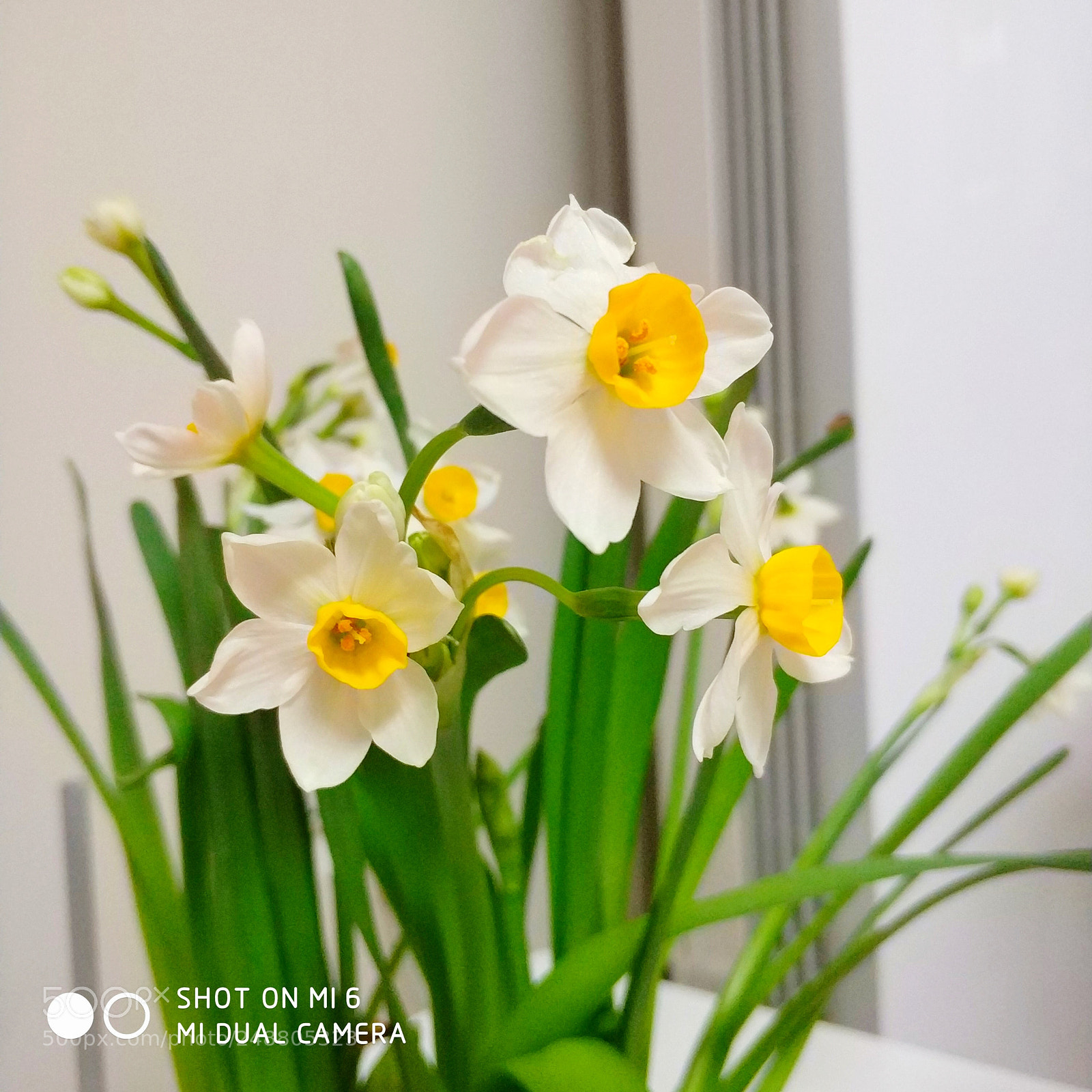 Xiaomi MI6 sample photo. Lily photography