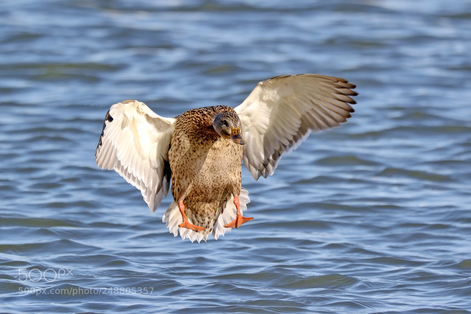 Canon EOS 7D Mark II sample photo. Mallard landing photography