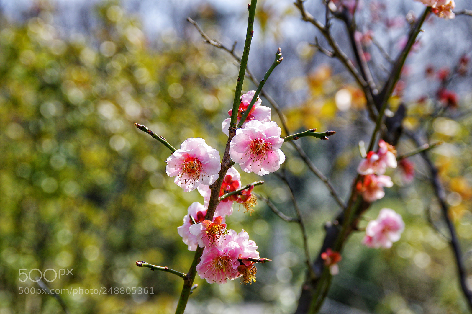 Pentax K-3 II sample photo. Untitled photography